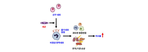 ▲ 새롭게 규명된 골수성 면역세포의 체내 기작(출처=성균관대 배외식 교수)