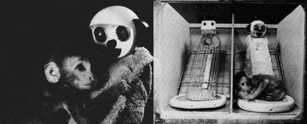 ▲ 해리 할로우의 가짜 원숭이 실험. 새끼 원숭이는 철사 엄마(왼쪽)와 헝겊 엄마(오른쪽) 중 포근한 품을 가진 헝겊 엄마에게 더 애착을 보였다. [출처: Wikipedia]