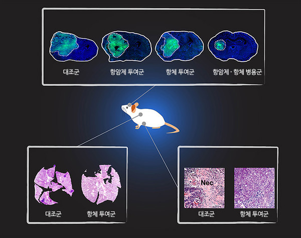 ▲ 뇌종양(중점)과 유방암(중점) 폐암 모델생쥐로 TIE2 활성 항체 실험을 한 결과, 뇌종양의 크기가 작아지고, 폐암의 전이 범위와 유방암으로 인한 괴사 범위가 줄어들었다. (출처 : IBS)